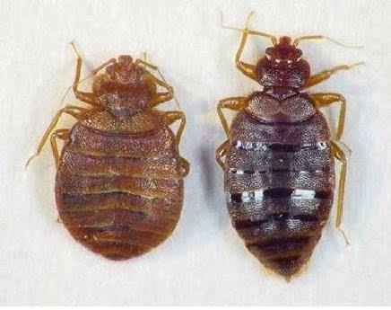 短吻鳄、蛇、咬人的昆虫：小型飞机失事幸存者回忆起36小时的磨难