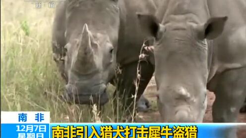 偷猎者今年在南非已经杀死了100多头犀牛。大多数是在国家公园
