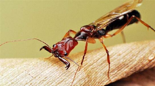 短吻鳄、蛇、咬人的昆虫：小型飞机失事幸存者回忆起36小时的磨难
