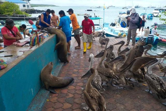 在海上漂流55天的5名渔民在获救后抵达了加拉帕戈斯群岛