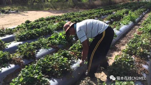 厄瓜多尔向遭受“现代奴役”的种植园工人道歉