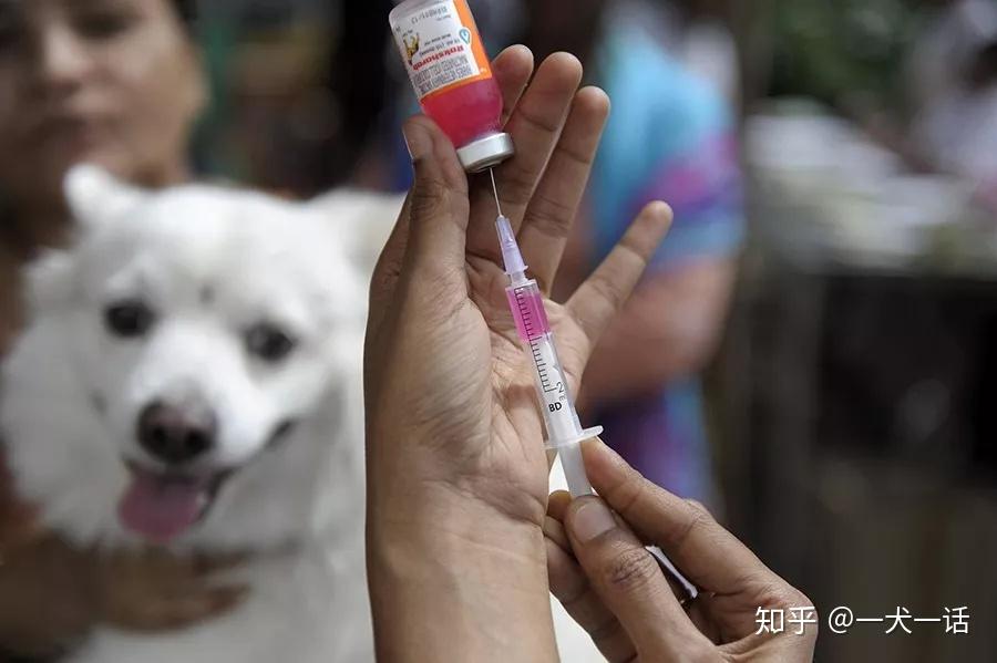 突发新闻：英国一位妈妈在度假时被流浪狗抓伤，死于狂犬病