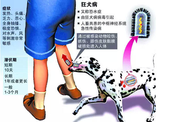 英国人在摩洛哥度假时被流浪狗咬伤，死于狂犬病